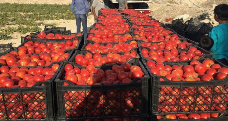 حیف و میل شدن گوجه‌فرنگی صادراتی در مرز پرویزخان