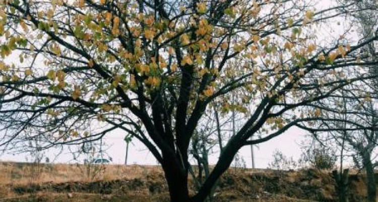 طبیعت بکر و زیبای روستای قره گزلو کنگاور