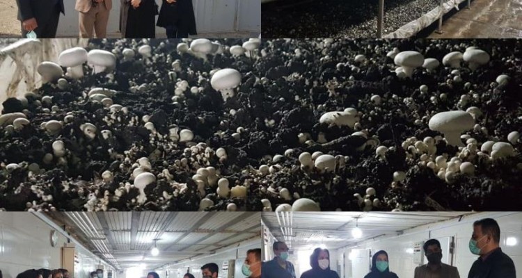 سالانه 420 تن قارچ در مجتمع کشت هایا در صحنه تولید می شود