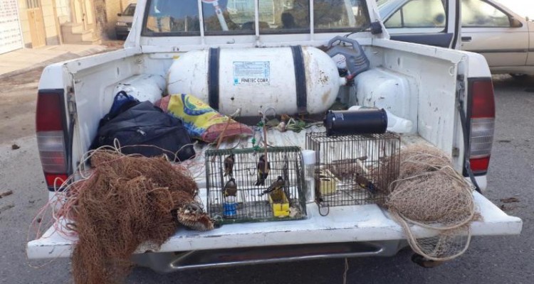 شکارچی متخلف ۷ قطعه سهره طلایی در صحنه  دستگیر شد