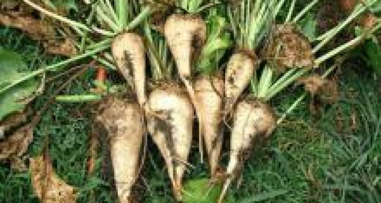 	تولید و برداشت133 هزار تن چغندر قند از مزارع شهرستان صحنه 