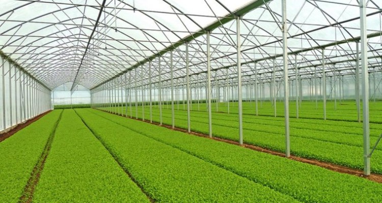 برای احداث گلخانه در صحنه، تسهیلات بلند مدت پرداخت می شود 