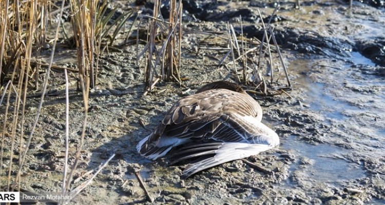 هیچ مورد آنفلولانزای فوق حاد پرندگان در کرمانشاه مشاهده نشده است
