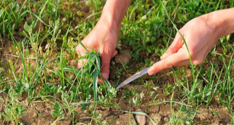 برداشت بی رویه گیاهان دارویی در صحنه ادامه داد