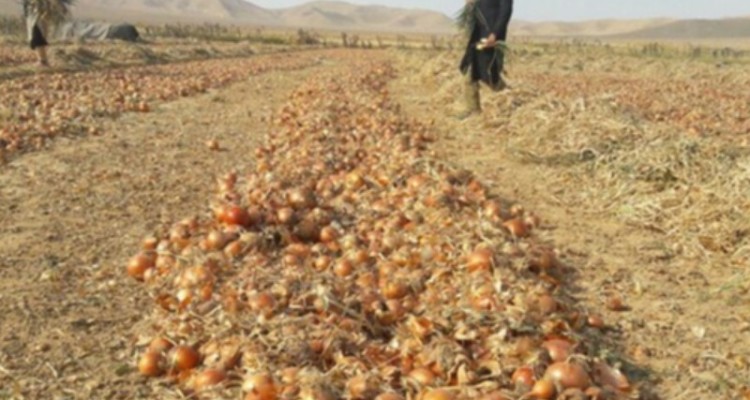 جای خالی تدبیر این بار در کشت پیاز!