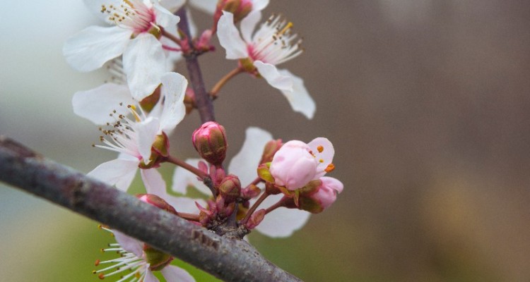 آغاز فصل بهار نوید تغییر فصل و دگرگونی طبیعت را خبر می دهد