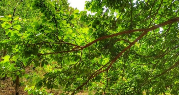 باغات سرسبز و زیبای صحنه در فصل بهار