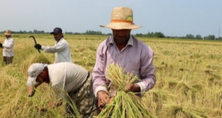 کشاورزان رزمندگان خط مقدم مبارزه با مشکلات اقتصادی/ ثروت سازی در صنعت کشاورزی نیازمند توجه ویژه است
