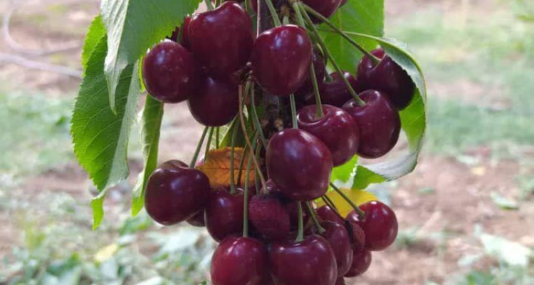 طبیعت زیبای روستای سنگ سفید از توابع بخش دینور