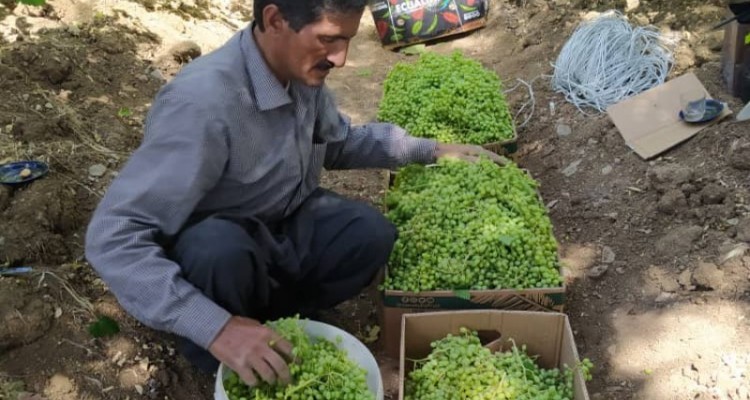 برداشت غوره در روستای سنگ سفید بخش دینور