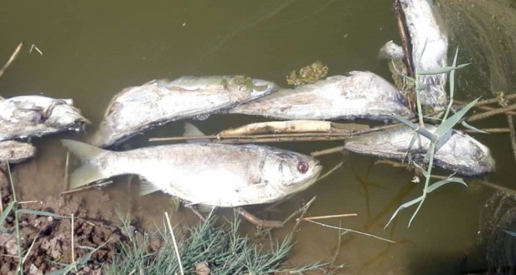 خشکسالی حیات را از ماهی‌ها در رودخانه کنگرشاه شهرستان صحنه گرفت