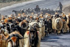 همچنان دامی از عشایر کرمانشاه خریداری نشده است/ وعده های سرخرمن به عشایر