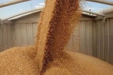 ایران برای خرید 180 هزار تن گندم در مناقصه بین‌المللی شرکت کرد