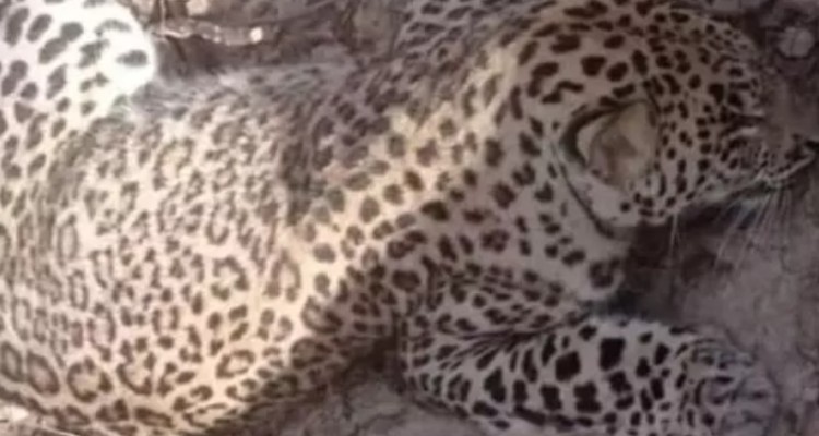 لاشه یک قلاده پلنگ در کلاله کشف شد