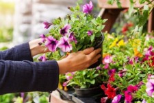 گل‌فروشی که روی «دیوار» گل می‌کارد