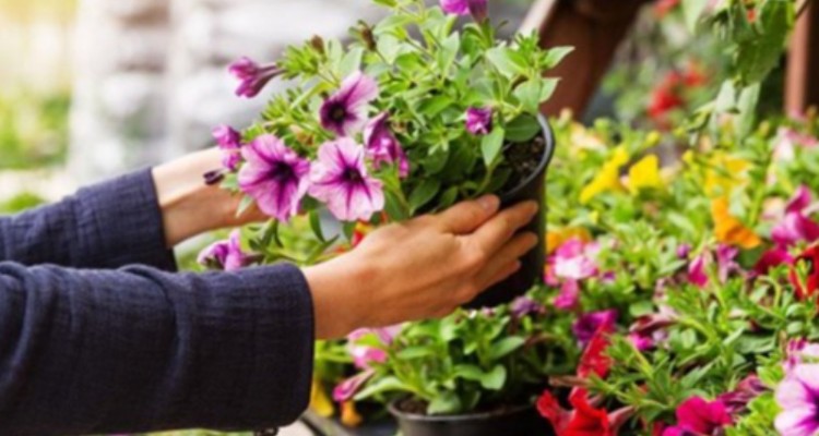 گل‌فروشی که روی «دیوار» گل می‌کارد