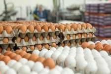 چالش تازه برای کشتار مرغ‌های تخمگذار/ کمبود کشتارگاه و سردخانه!