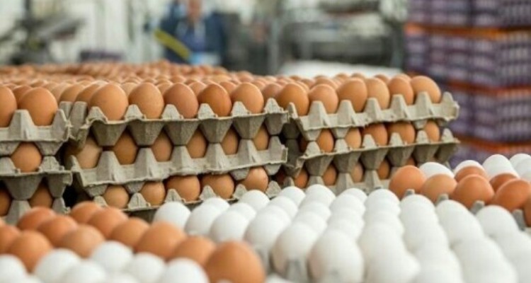 چالش تازه برای کشتار مرغ‌های تخمگذار/ کمبود کشتارگاه و سردخانه!