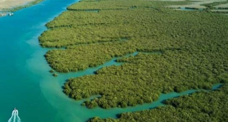 اهمیت کلان داده ها در حفاظت از محیط زیست و جنگل ها چیست؟