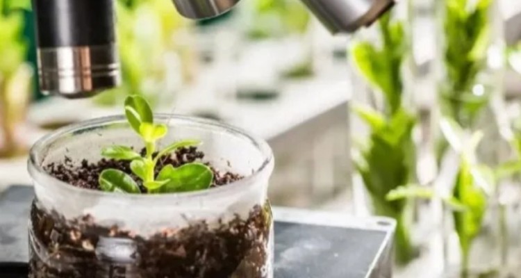 همایش بذر کرمانشاه نقطه عطفی در کشاورزی