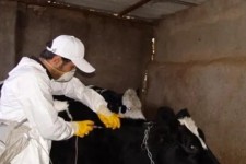 واکسیناسیون رایگان دام‌های سنگین کرمانشاه آغاز شد