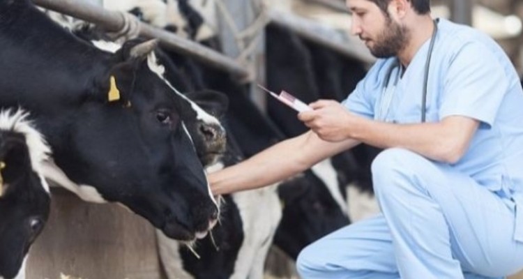 دامداران در برابر تب برفکی هوشیار باشند