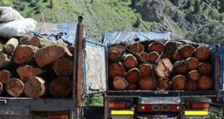 کشف 12 تن چوب قاچاق در صحنه