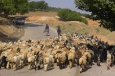 ضرورت هویت‌گذاری دام‌ها برای جلوگیری از قاچاق