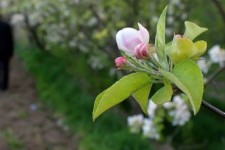 افسانه کور سەیا و آغاز بهار کُردی