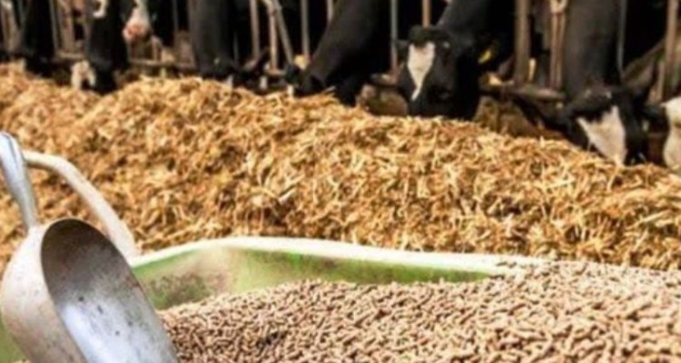 طلب واردکنندگان نهاده‌های دامی پرداخت شود