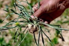 گیاهان معجزه‌آسای بهاری