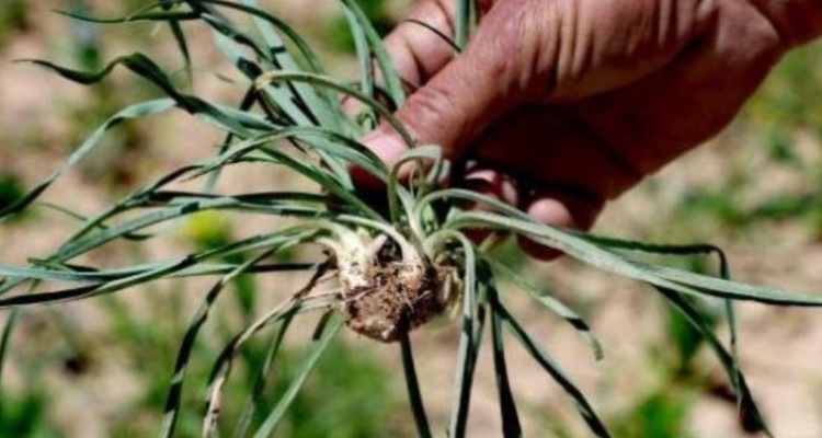 گیاهان معجزه‌آسای بهاری