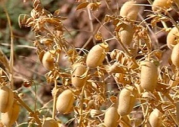 کل بذر نخود کشور در کرمانشاه تولید می‌شود