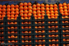 میوه‌های آلوده برگشت خوردند/ نحوه شناسایی محموله‌های آلوده در مرز