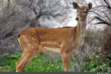 9 راس "گوزن زرد" در داربادام قلاجه نگهداری می‌شود