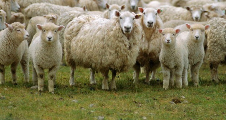 کرمانشاه از استان‌های پرخطر در زمینه "کریمه کنگو" است