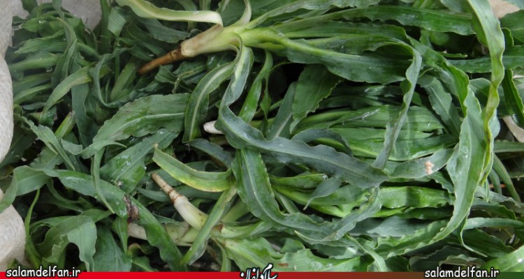  گیاه شنگ مفید برای درمان کولیت و بیماری التهابی روده 