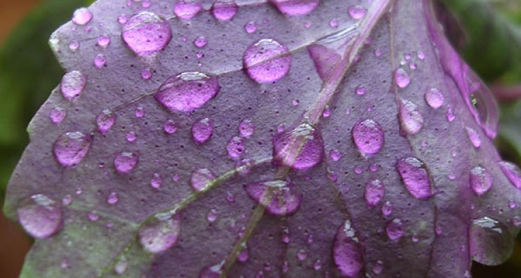  خواص ریحان در طب سنتی 