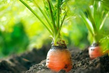  نحوه پرورش سبزیجات در خانه 