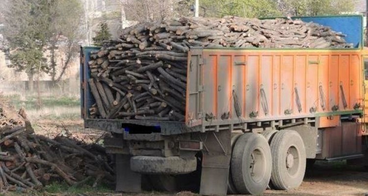 حمل چوب درختان باغی در صحنه باید مجوز دار باشد
