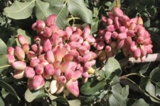 شهرستان صحنه مستعد احداث باغ پسته است