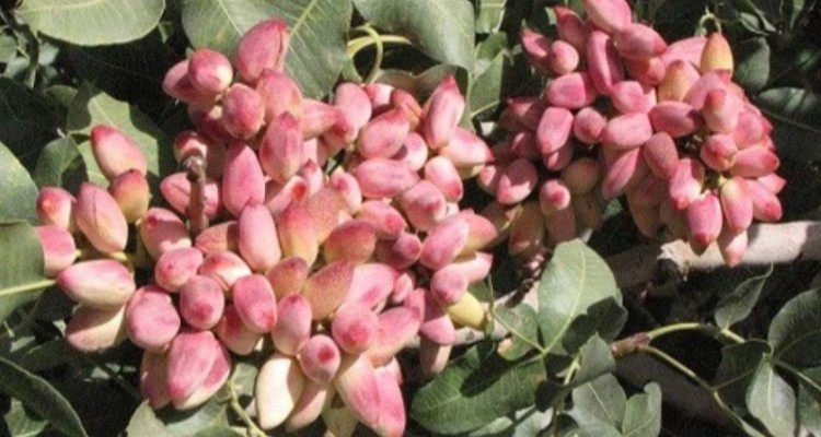 شهرستان صحنه مستعد احداث باغ پسته است