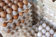 چرا تخم مرغ‌ها کوچک شده‌اند؟