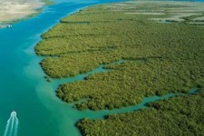 اهمیت کلان داده ها در حفاظت از محیط زیست و جنگل ها چیست؟