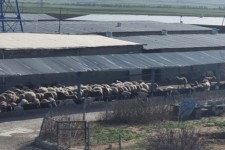 راه‌اندازی بزرگترین مرکز پرورش میش در کرمانشاه