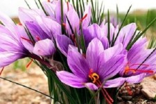 برداشت ۲۴۰ کیلوگرم زعفران از مزارع کنگاور