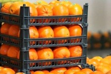 عرضه مستقیم میوه شب عید در کرمانشاه