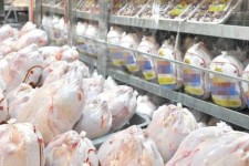 تولیدات پروتئینی کیفی است