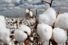 افزایش ۲۰ درصدی بهره‌وری آب با کشت پنبه