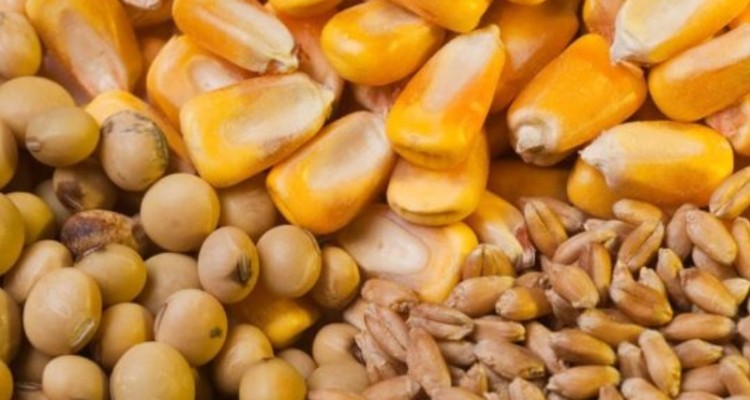 تأمین پایدار نهاده‌های دامی در کرمانشاه